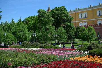 Moscow, Russia - May 13, 2019: Flower beds with multicolored tulips in Alexander Garden