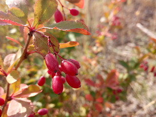 Wild Barberry
