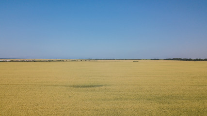 Fototapeta premium Wheat field and sunny day, beautiful nature landscape. Rural scenery under shining sunlight.