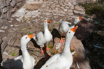 group of geese