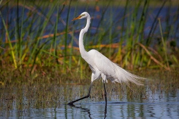 Great white egret (Ardea alba), Everglades national park, Florida