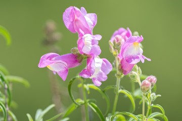 pink snapdragon flower in the garden