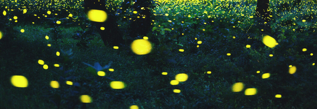 Bokeh Light Of Firefly In Forest