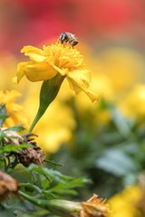bee on tagete flower  in the garden