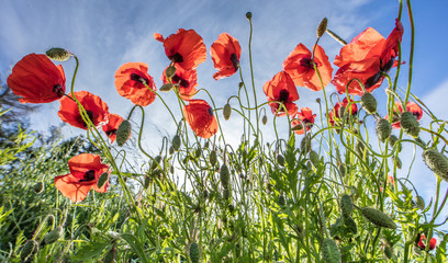 mohnblüte