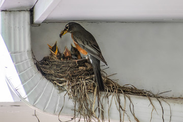 A mother robin is taking care of newly hatched baby robins