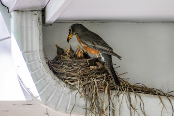 A mother robin is taking care of newly hatched baby robins