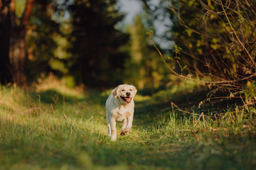 Labrador retriever puppy in the yard at the forest