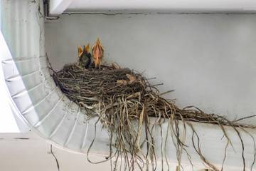 Newly hatched baby robin are expected foods