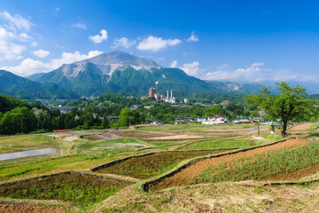 秩父 横瀬町 寺坂棚田 5月