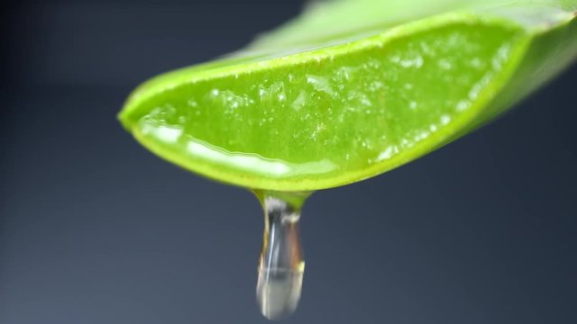 Close-up of Aloe Vera Gel dripping from Aloe plant green leaf. Skin care, healthcare, moisturizing concept. Drop of Aloevera fresh juice macro shot in 4K resolution