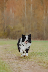 beautiful spring portrait of adorable black and white border collie in the blossoming park