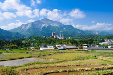 秩父 横瀬町 寺坂棚田 5月