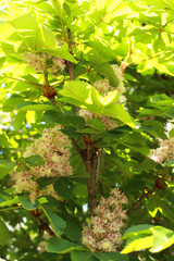beautiful blooming chestnut tree in spring with leaves