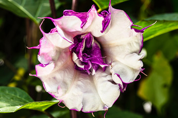 Purple Trumpet Flower