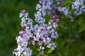 Beautiful lilac in the summer park