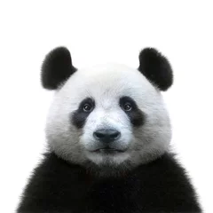 Foto op Plexiglas panda beer gezicht geïsoleerd op witte achtergrond © Olga Itina