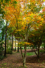 Yellow autumn leaves in the tree