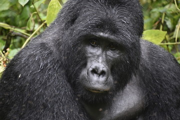 Wild lebender Berggorilla im Bwindi Impenetrable Forest in Uganda