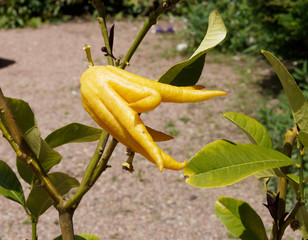 Cédratier la Main de Bouddha (Citrus medica digitata), un arbuste fruitier aux senteurs épicées et miellées
