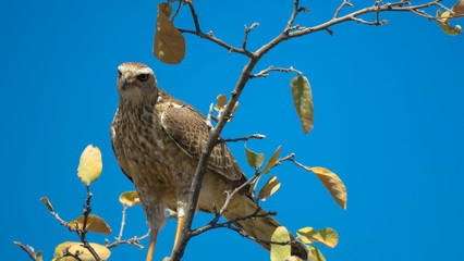Hawk in a tree