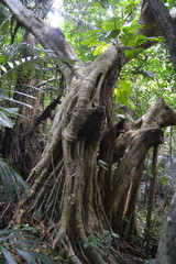 南国のジャングルに生えるガジュマル