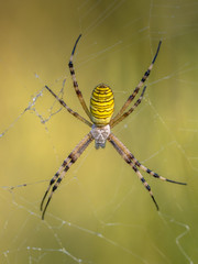 Wasp spider waiting for prey
