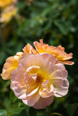 Close-up of a group of three pale pink and yellow "The Lark Ascending" hybrid shrub roses in garden with green leaves in blurred background