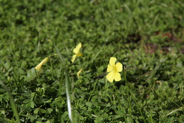 yellow flowers in grass field
