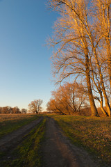 The road at sunset near the forest in the spring