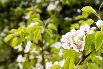A branch of cherry blossoms against a background of green leaves