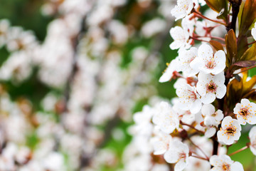 Decorative cherry flowers