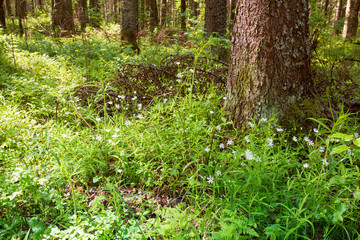Sunny forest landscape . Spruce forest.