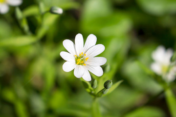 Chickweed flower close-up