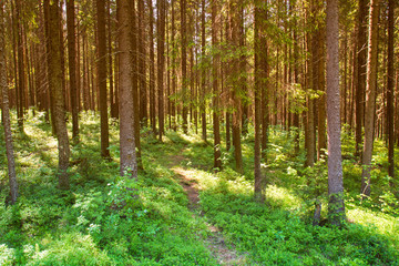 Sunny forest landscape . Spruce forest.