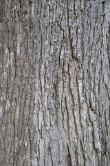 Tree bark, natural background
