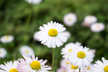 Summer daisies field. Bright wild white flowers on green blured background.