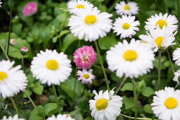 Fototapeta premium Summer daisies field. Bright wild white flowers on green blured background.