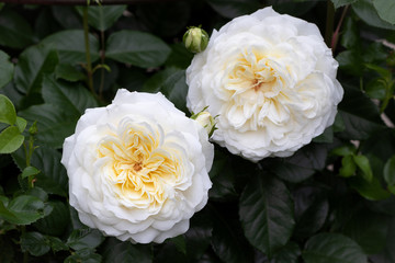 englische Rose Tranquility in Weiß