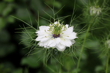 Jungfer im Grünen Makro Nigella domascena