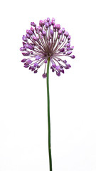 Wild leek flower isolated on white background. Allium ampeloprasum.