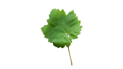 Grape leaf isolated on white background