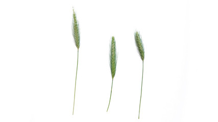 Sweet vernal grass isolated on white. Anthoxanthum odoratum