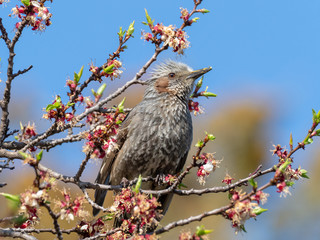 ヒヨドリと桜