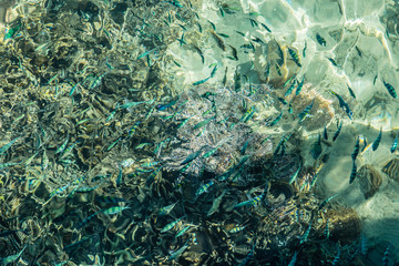 lots of small fishes in the blue sea view from top