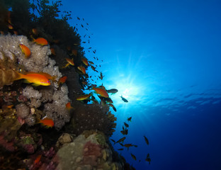 Fototapeta na wymiar Underwater world in deep water in coral reef and plants flowers flora in blue world marine wildlife, travel nature beauty exploration in diving trip,adventures recreation dive. Fish, corals, creatures