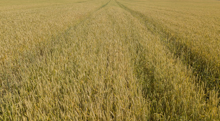Barley field and sunny day, beautiful nature landscape. Rural scenery under shining sunlight.
