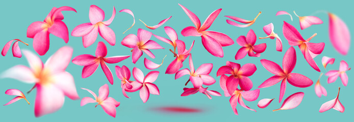 Pink frangipani or plumeria flower petals flying