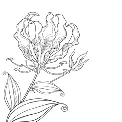 Corner bouquet of outline Gloriosa superba or flame lily, stem with flower, bud and leaf in black isolated on white background. 