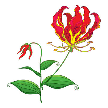 Gloriosa」の写真素材 | 7,002件の無料イラスト画像 | Adobe Stock